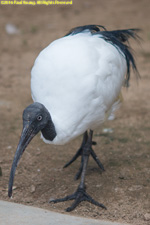 ibis