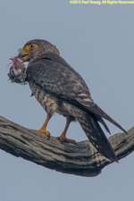 kestrel with prey