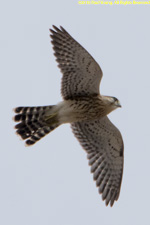 kestrel