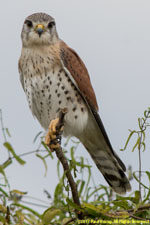 kestrel