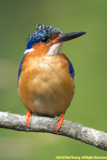 kingfisher