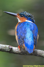 kingfisher