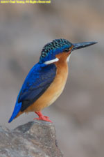 kingfisher