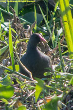 moorhen