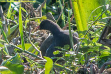 moorhen