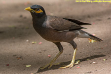 myna