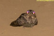 nightjar