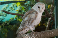 barn owl