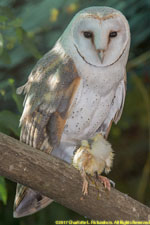 barn owl