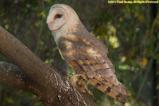 barn owl