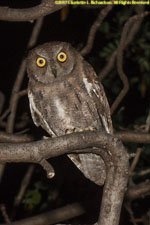 Scop's owl