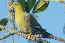 green pigeon