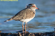 plover