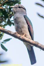 cuckoo-roller