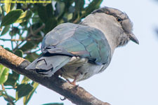 cuckoo-roller