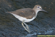 sandpiper