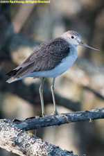 sandpiper