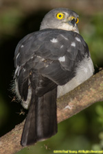 sparrowhawk