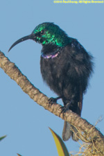 sunbird