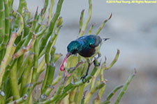 sunbird