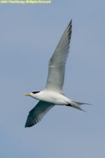 tern