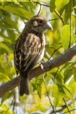 unknown bird