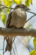 unknown bird