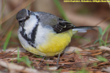 wagtail