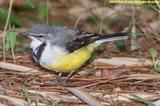 wagtail