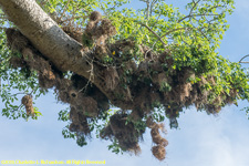 weaver nest