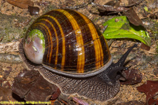 land snail