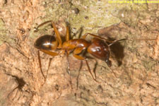 ant