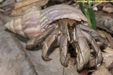 land hermit crab