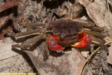 land crab