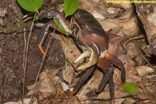 land crab