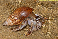 hermit crab