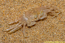 ghost crab