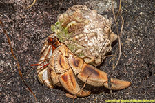 hermit crab