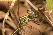 dragonfly closeup