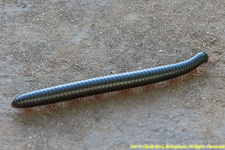 black millipede