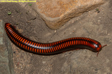 black and red millipede