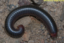 black millipede