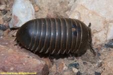 short millipede