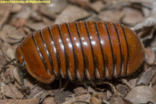 orange short millipede