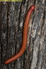 orange millipede