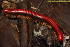 red millipede