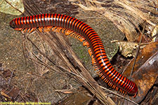 millipede