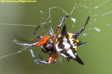 thorn spider