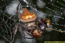 spider and prey