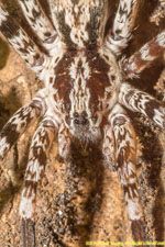 spider closeup